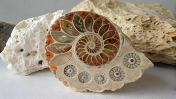 Fossilized Ammonite with Intricate Floral Design on Natural Coral Background for Nature Enthusiasts and Geology Lovers Seeking Unique Decorative Elements photo