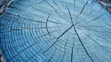 Tree rings in blue tones captured in a close-up shot for nature enthusiasts and designers seeking unique textures. photo