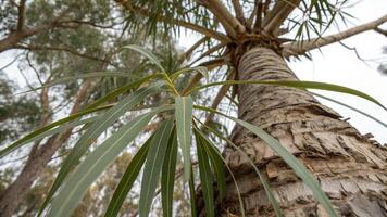 Tall palm tree with lush green leaves in a serene forest setting for nature enthusiasts and landscape photographers photo