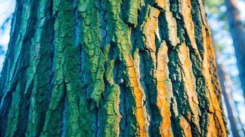 Tree bark vibrant colors nature photography for designers and artists. Close-up of tree trunk with striking hues perfect for creative projects and natural backgrounds. photo