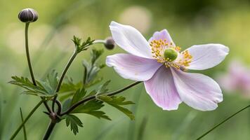 Delicate Anemone Flower in Soft Focus Garden for Nature Lovers and Botanical Enthusiasts Discovering the Beauty of Springtime Flora photo