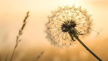 Dandelion seed head glowing in soft sunlight for nature enthusiasts and photographers seeking serene floral imagery photo