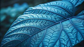 Blue Leaf Detailed Macro Photography for Nature Enthusiasts and Designers Seeking High-Quality Botanical Images with Vibrant Colors and Intricate Patterns for Creative Projects photo