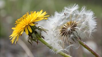 Dandelion Flower and Seed Head Close-Up in Nature for Botanical Enthusiasts and Gardeners Seeking High-Quality Floral Photography for Websites and Publications photo