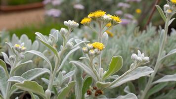 Beautiful yellow flowers blooming in lush green garden for nature enthusiasts and photographers seeking vibrant floral imagery to enhance their projects with stunning visuals of springtime beauty. photo