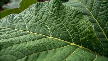 Close-up of vibrant green leaf showcasing intricate vein patterns in natural garden setting for nature enthusiasts and botanists exploring plant life and textures photo