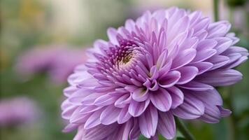 Purple Chrysanthemum Close-Up in Soft Focus for Nature Lovers and Floral Designers Seeking High-Quality Images of Beautiful Flowers for Their Projects photo