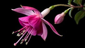 Vibrant Fuchsia Flower Close-Up on Dark Background for Nature Enthusiasts and Botanical Garden Designers photo
