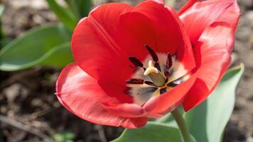 Vibrant Red Tulip Close-Up in Garden for Nature Lovers and Floral Designers Discovering the Beauty of Spring Flowers photo