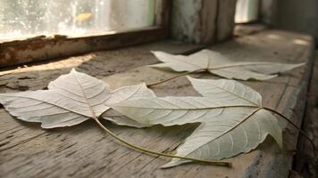 Dry leaves on rustic windowsill with natural light for nature enthusiasts photo