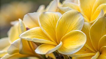 Yellow Plumeria Flowers Vibrant Close-Up Nature Photography for Gardeners and Floral Designers photo
