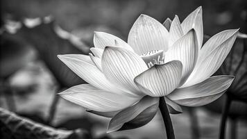 Black and white lotus flower in serene pond for nature enthusiasts and photographers seeking tranquil botanical imagery photo