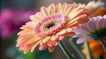 Vibrant Gerbera Daisy Close-Up in Soft Light for Nature Lovers and Floral Designers Seeking High-Quality Botanical Photography for Websites, Blogs, and Social Media Content photo