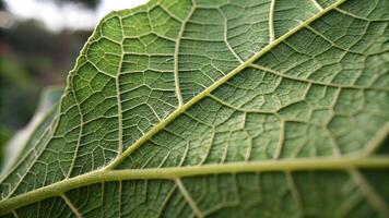 Green leaf detailed macro shot for nature enthusiasts and photographers exploring plant textures and patterns in outdoor settings photo