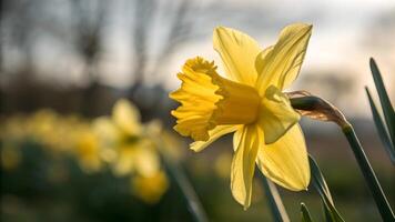 Daffodil flower in full bloom captured in a serene garden setting, perfect for nature enthusiasts and floral photographers seeking high-quality images for their projects. photo