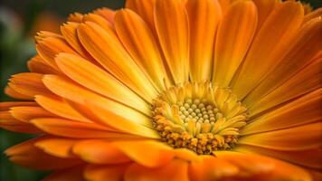 Vibrant Orange Gerbera Daisy Close-Up in Bloom for Nature Lovers and Floral Designers Seeking High-Quality Stock Images photo