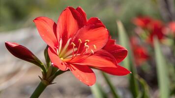 Vibrant Red Amaryllis Flower in Bloom for Nature Lovers and Gardeners Seeking Botanical Beauty photo