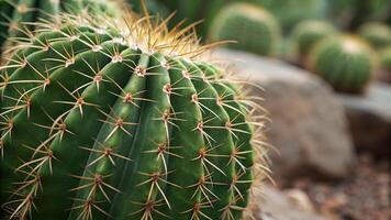Cactus Plant with Sharp Spines in Desert Garden for Nature Enthusiasts and Botanical Designers photo