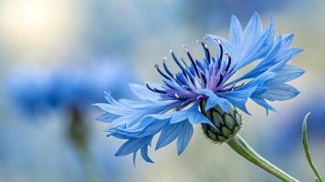 Blue Cornflower in Soft Focus for Nature Lovers and Floral Designers, Capturing the Delicate Beauty of Springtime Blooms with a Dreamy Background Perfect for Calming Wallpapers and Botanical Art photo