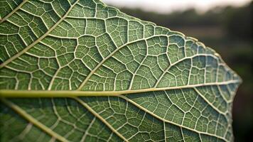 Leaf veins intricate nature pattern for designers and photographers. Close-up of green leaf with detailed vascular structure, perfect for nature enthusiasts and creative projects. photo