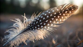 Delicate bird feather with intricate patterns captured in soft sunlight for nature enthusiasts and photographers seeking high-quality wildlife imagery photo