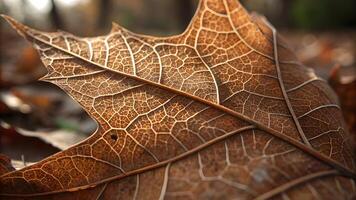 Dried leaf intricate veins nature background for designers and photographers exploring autumn textures and patterns in high-resolution images photo