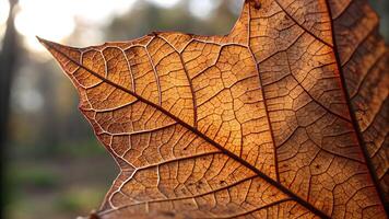 Dried leaf intricate veins nature background for designers and photographers exploring autumn textures and natural patterns in high resolution images photo