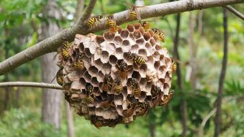 Wasps are building a nest on a tree branch photo