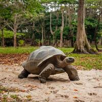 A large tortoise walking on the ground in the forest photo