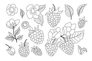 Coloring page featuring various raspberry plants and flowers in detailed outlines for creative activities and relaxation vector