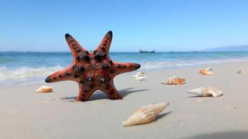 Red starfish and shells on tropical beach on Phu Quoc Island, Vietnam video