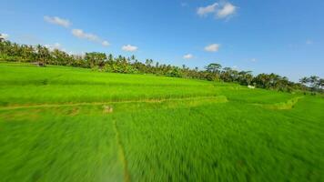 Dynamic FPV Drone Flight Over Scenic Green Rice Fields In Bali, Indonesia. video