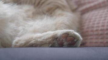 Soft paw of a cat resting on a cozy couch cushion video