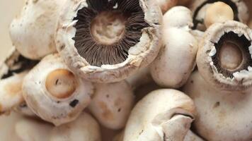 Mushrooms displayed in a natural setting at a local market video
