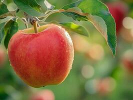 Close up red apple hangs from the tree photo