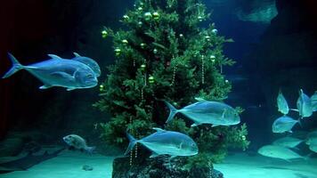 Group of Fish Swimming Around a Christmas Tree video