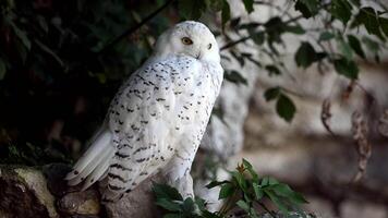 Close up view of a beautiful snowy owl resting in a serene winter forest environment video