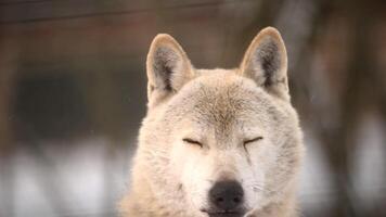 Snowy encounter with white wolves in a winter forest during heavy snowfall in Alaska video