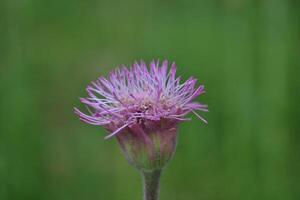 Photo of a purple flower in summer.