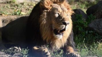 Majestic lion resting in the savannah while basking in the sun and surveying its territory video