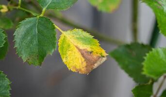 Close up of yellow leaf problem occurs on rose tree. photo