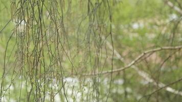Hanging flexible thin birch branches sway in the wind. Bare branches of a tree with young green leaves and catkins with seeds and pollen in springtime. The start of allergy season. video