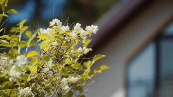 Branches of a flowering bush with white flowers swing against the background of a house window in the sun video