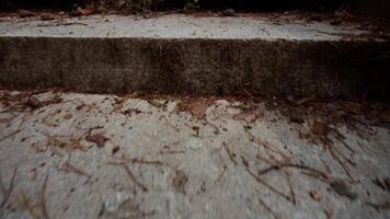 A quick climb movement up the forest covered with foliage and pine spruce needles stairs. Camera movement up the stairs video