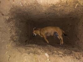 dead dog corpse at the bottom of the grave pit photo