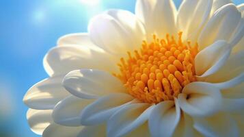 Close-up of the chamomile with the sun shining on it photo