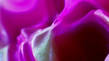 Abstract pink tulip with swirls and swirls video