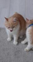 Two cute kittens playing and showing affection video