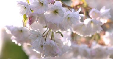 Close up view of delicate white cherry blossoms swaying gently in the breeze, creating a serene and beautiful natural display video
