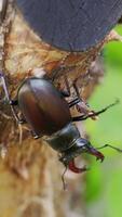 Stag-Beetle the world's largest saw-tooth stag beetle with long and sharp jaws , in tropical forest. Vertical video
